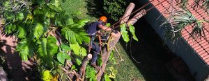 Tree Trimming