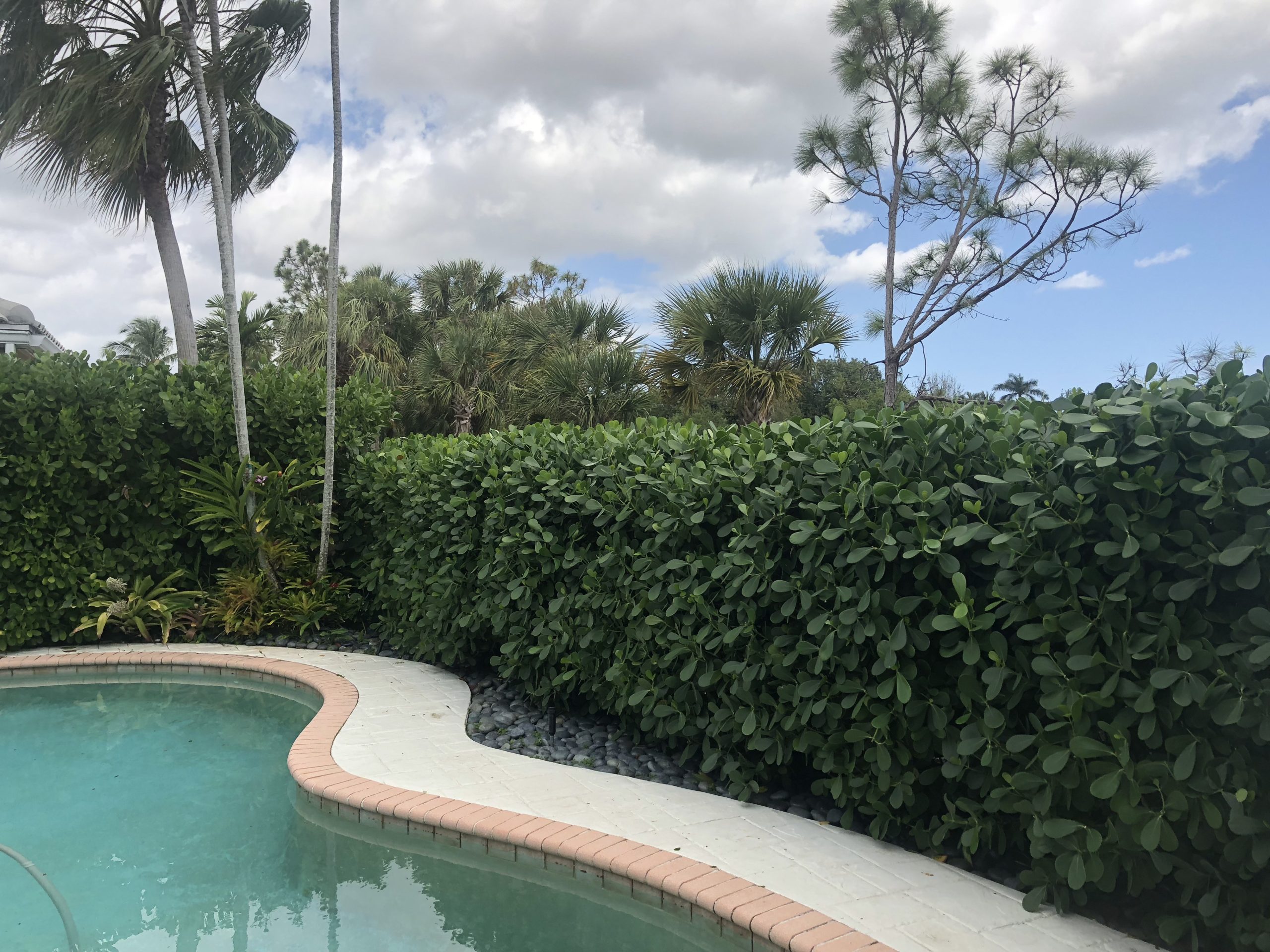 Clusia Pruning Palm Beach