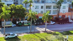 palm beach tree company