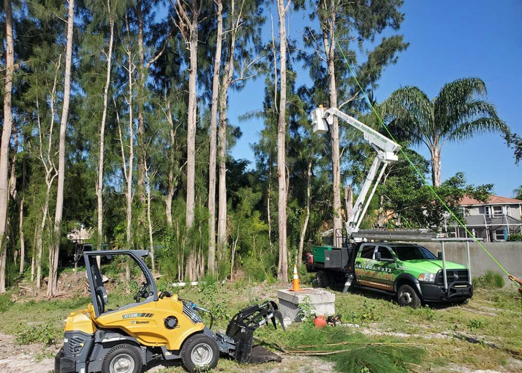 Tree Maintenance