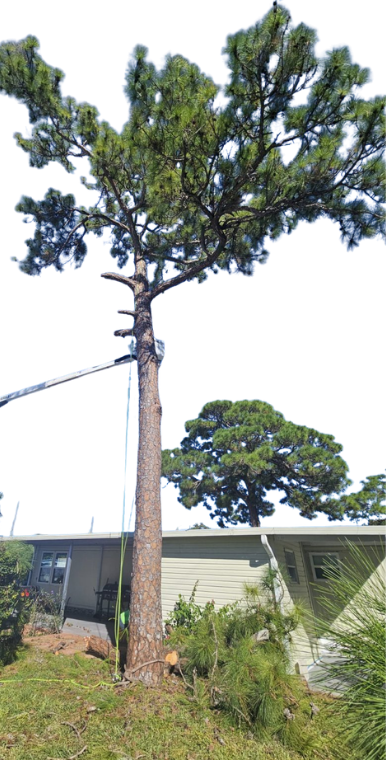 Tree Expert